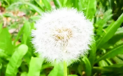 蒲公英作文(精選64篇)