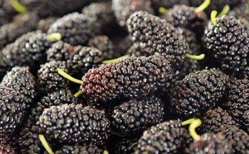 【精】摘桑葚作文15篇