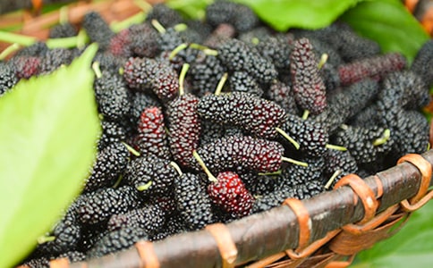 摘桑葚作文【熱】