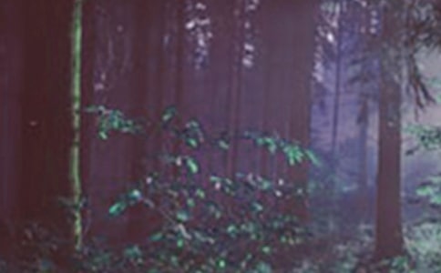 森林防火班會主題教案(精選13篇)