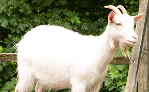 Сɽ���^��ľ�����ģ�ͨ��34ƪ��