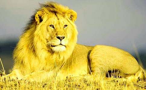 獅子和公牛寓言故事(通用25篇)