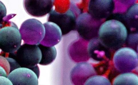 大班語言教案《秋天的水果》(精選21篇)