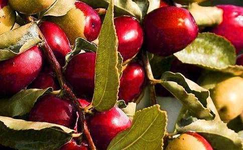 《水果》大班美術教案(精選20篇)