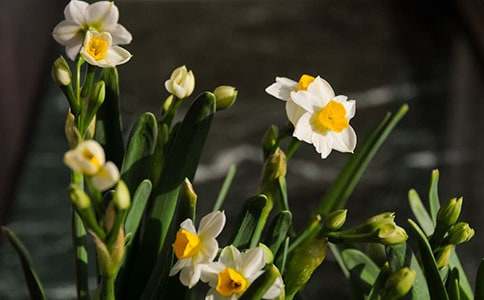 水仙子·夜雨古詩原文及賞析