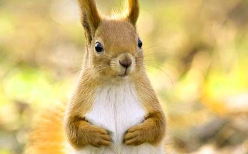 С����ͯԒ���ģ����x55ƪ��