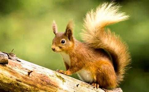 ���P�����ͯԒ���ģ�ͨ��55ƪ��