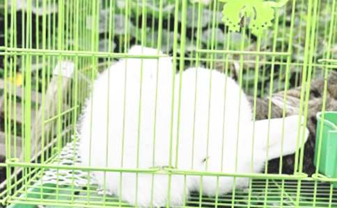 �ɐ۵�С��������(ͨ��15ƪ)