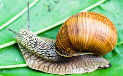 �Ұl�F��һֻ΁ţ����