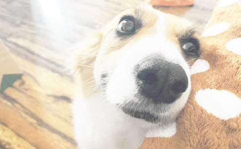 實用的外公家的小狗作文3篇