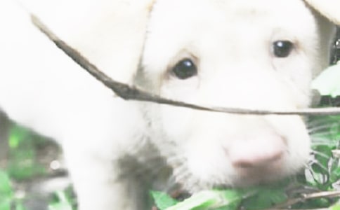 關于外公家的小狗作文七篇