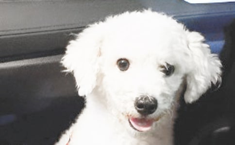 【精品】外公家的小狗作文3篇