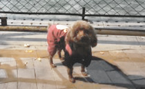 外公家的小狗作文合集七篇