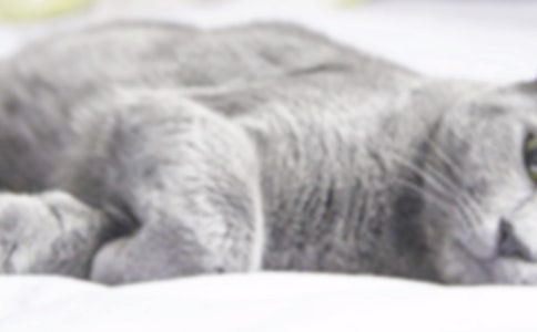 【實用】三年級可愛的小貓作文300字4篇