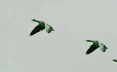 小鳥天堂作文(通用22篇)