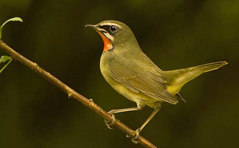 關于小鳥的作文7篇