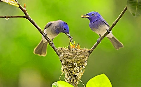 ����һֻС�B����(�R��15ƪ)