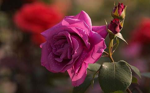 �������¼����@���ģ����x33ƪ��