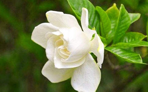 梔子花開作文(通用112篇)