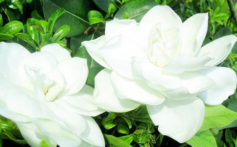 梔子花開了作文(精選109篇)