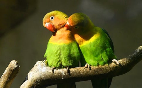 鸚鵡四年級作文(通用60篇)