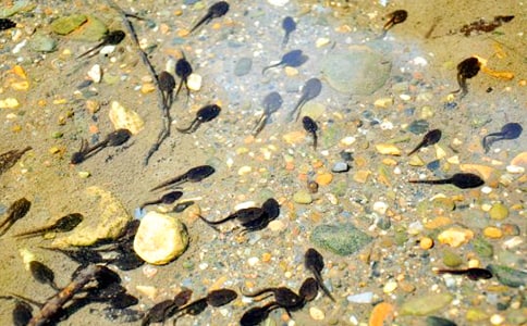 ��С����ҋ������̌W��˼��ͨ��5ƪ��