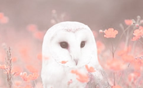 保護(hù)珍稀動(dòng)植物倡議書(shū)400字