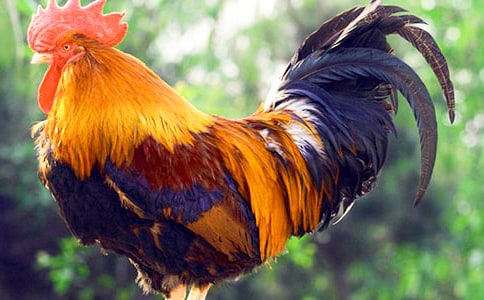 驕傲的小公雞中國童話