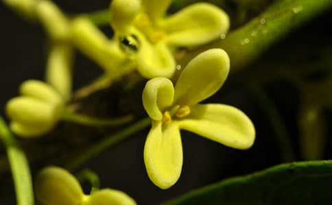 又是一年月圓桂花香作文