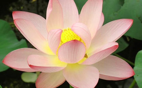 歷代詠荷花詩詞選