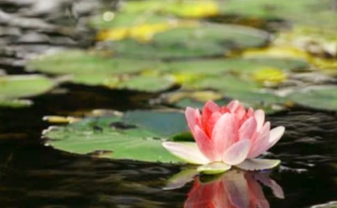 我們呼吁和平初二作文