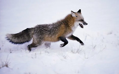 【精華】小狐貍的作文4篇