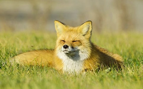 關于小狐貍的作文300字十篇