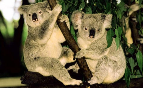 五年級作文介紹考拉