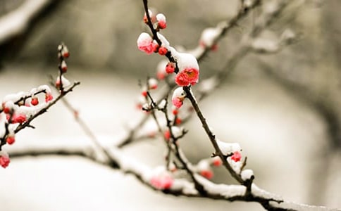 梅花的散文
