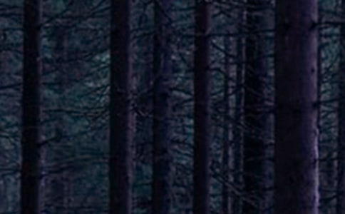 全區森林草原防火工作總結