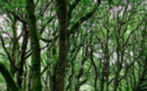 護林局森林防火工作總結