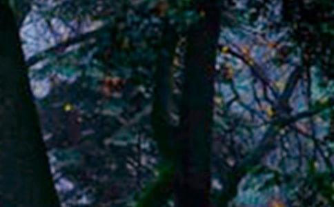 ɭ�ֲ�ԭ���������ʩ��������19ƪ��