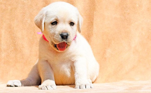 �P(gu��n)��С��ͯԒ���µ�����3ƪ