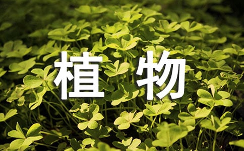 關(guān)于植物的三年級(jí)作文300字(通用58篇)